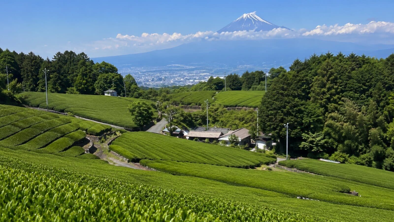 【クイズ】静岡は“日本一”の宝庫だった！お茶だけじゃない名産クイズ